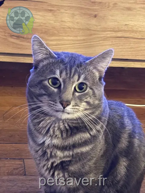 chat reunited    Metz Poupou