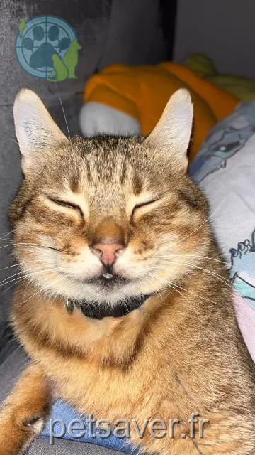 chat reunited    Metz Prince