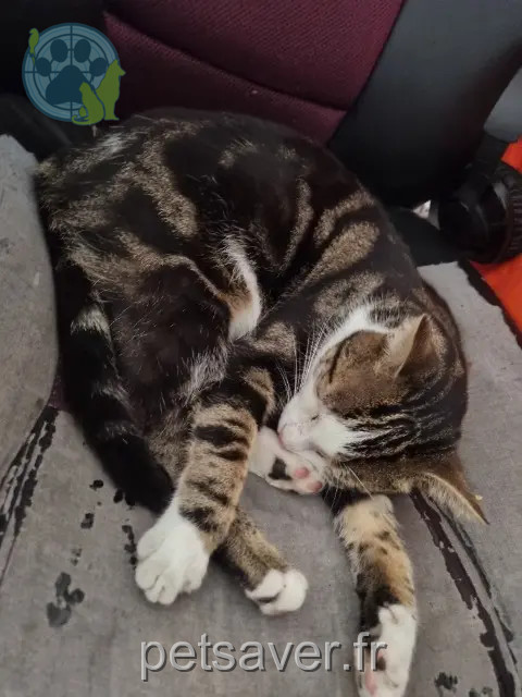 chat reunited    Metz Sully