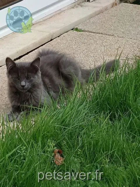 chat reunited Metz Tom