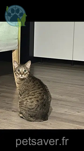 chat reunited   57420 Saint-Jure Milky