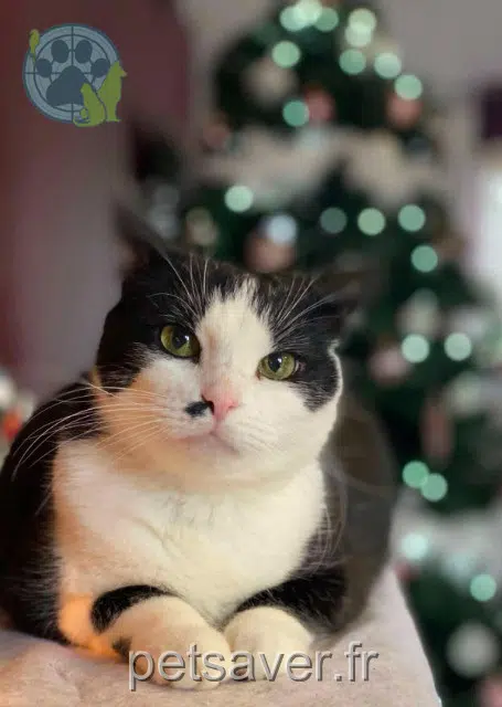 chat reunited 57220 Boulay-Moselle Milky