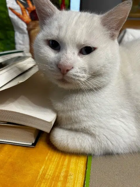 chat reunited   57300 Mondelange Mitzili