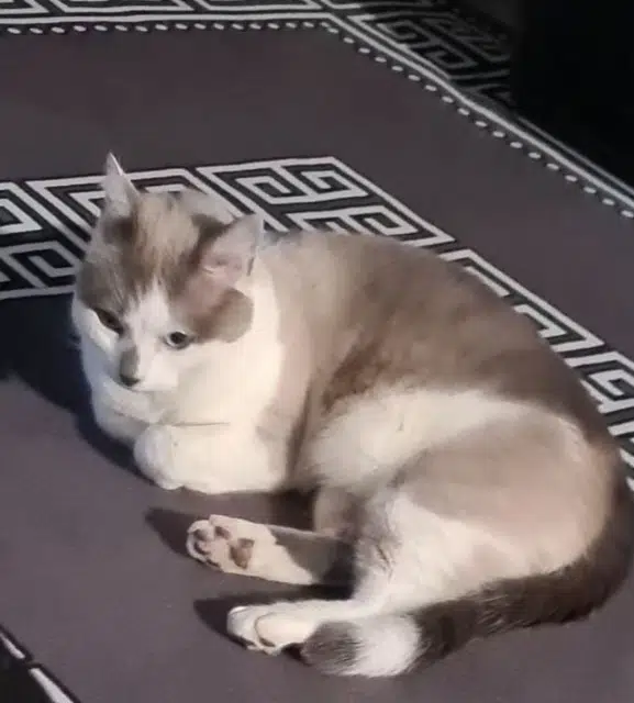 chat reunited   57525 Talange Mokka