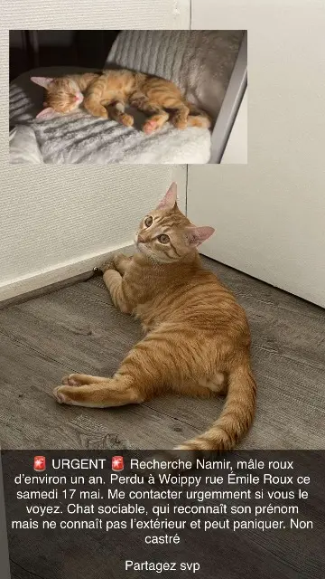 chat reunited   57140 Woippy Namir