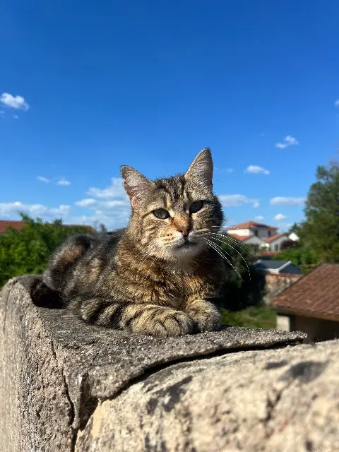 chat reunited   57640 Vry Némo