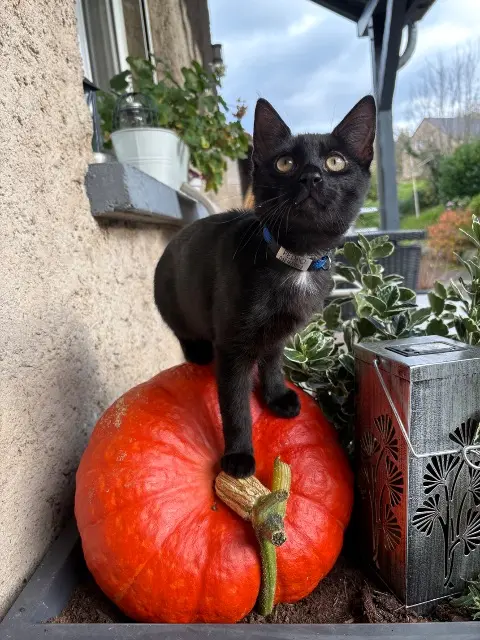 chat reunited   57870 Harreberg Pedro