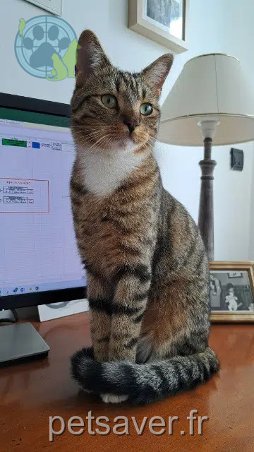 chat reunited 57950 Montigny-lès-Metz Pipoun