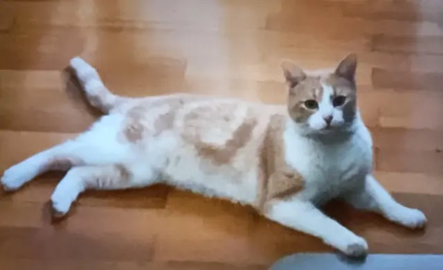 chat reunited   57950 Montigny-lès-Metz Pirate