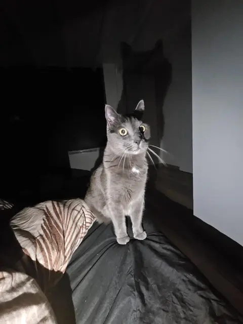 chat reunited   57700 Hayange Raoudy