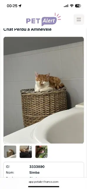 chat reunited   57360 Amnéville Simba
