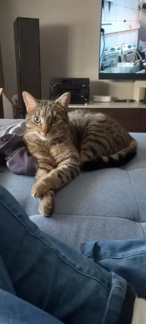 chat reunited   57100 Thionville Skyz