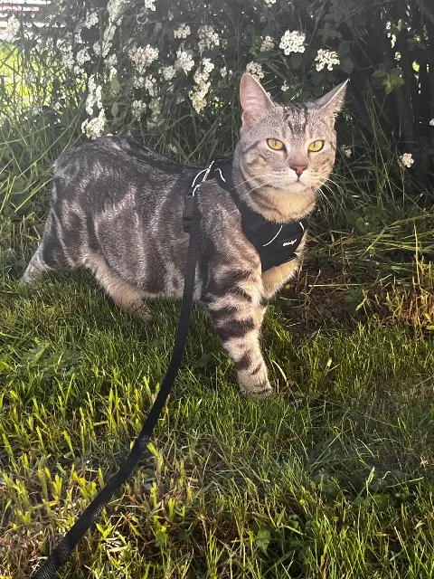 chat reunited   57100 Thionville Smoky