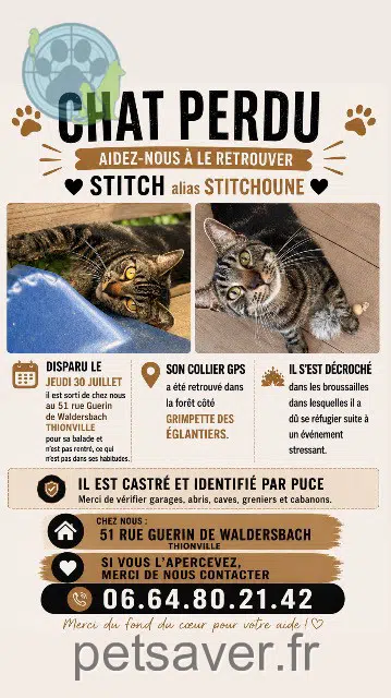Kater reunited 57100 Thionville Stitch