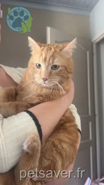 kater reunited 57220 Boulay-Moselle Sunny