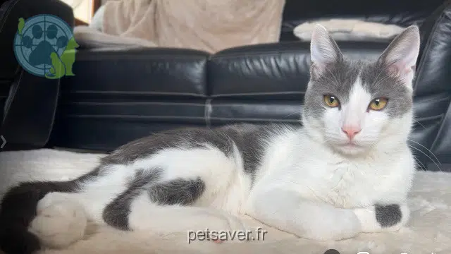 chat reunited   57140 Woippy Taka