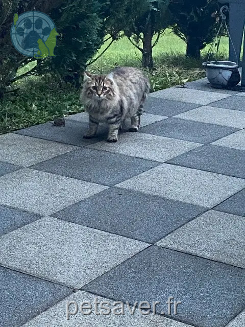 chat reunited   57415 Enchenberg Teddy