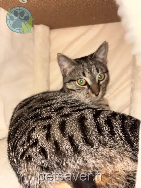 chat reunited   57120 Rombas Tobias