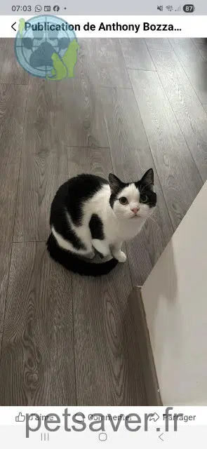 chat reunited   57220 Condé-Northen Toufou