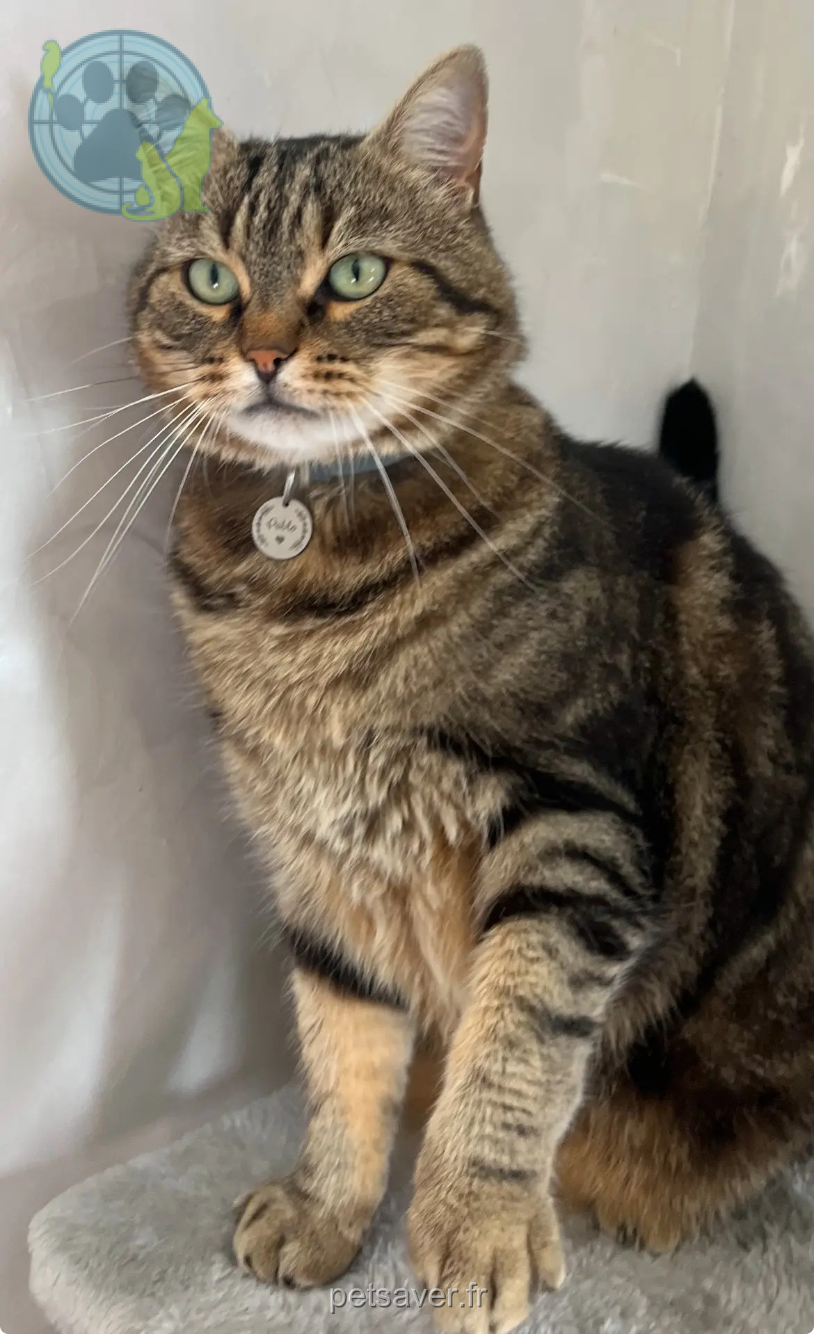 Chat Perdu 57 Moselle Chat Perdu 57 Moselle
