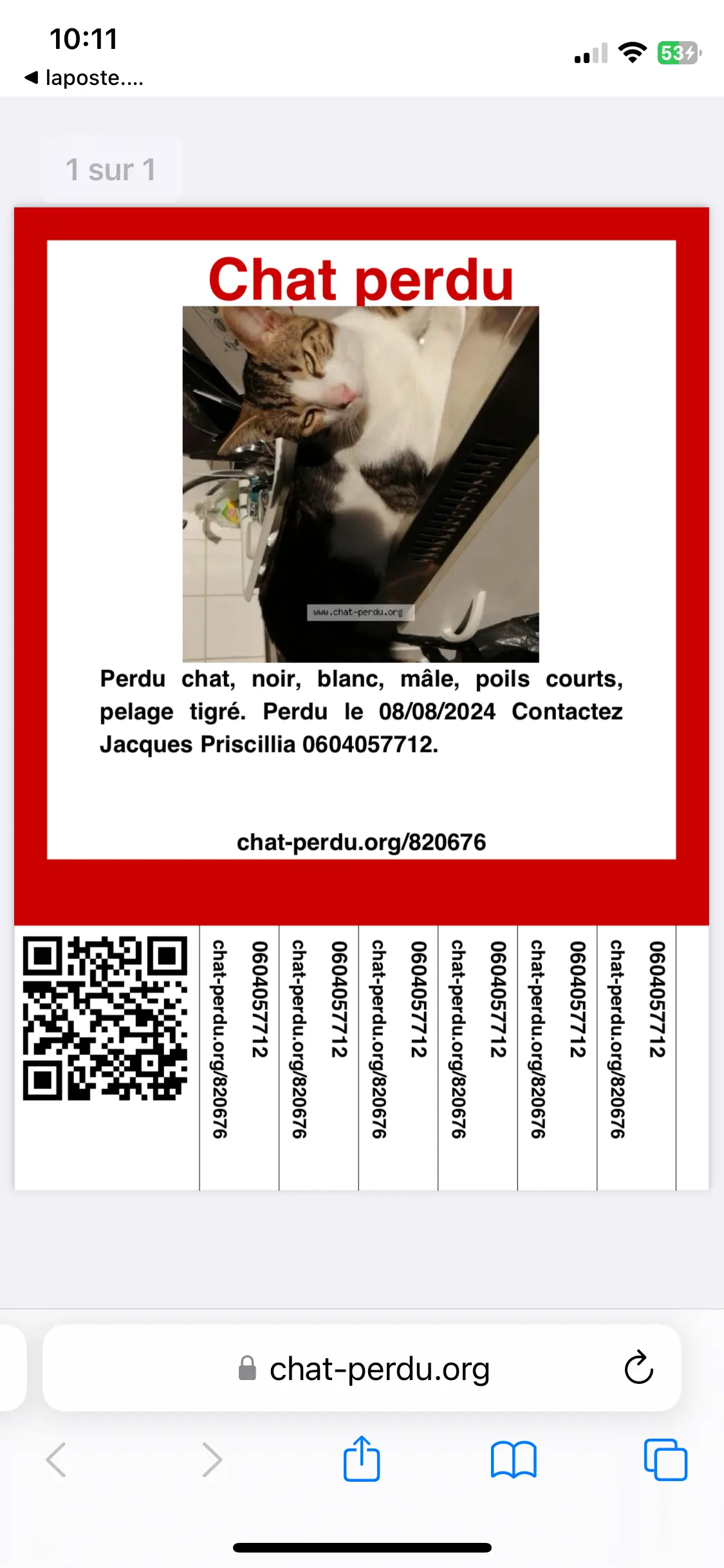 Chat Perdu 57 Moselle Chat Perdu 57 Moselle