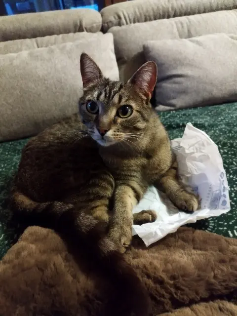 chat reunited   58640 Varennes-Vauzelles Chiron