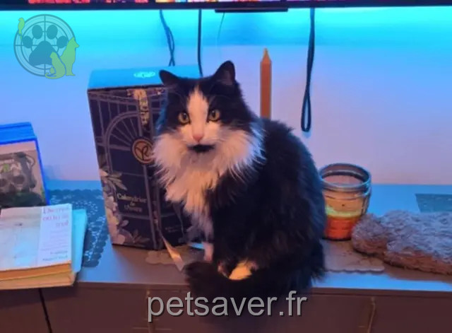 chat reunited 58230 Alligny-en-Morvan Ciby