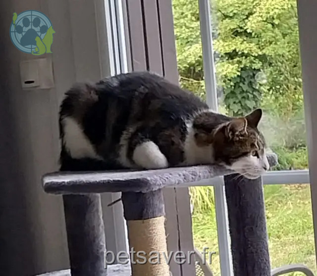 gato reunited 58200 Cosne-Cours-sur-Loire Jumper