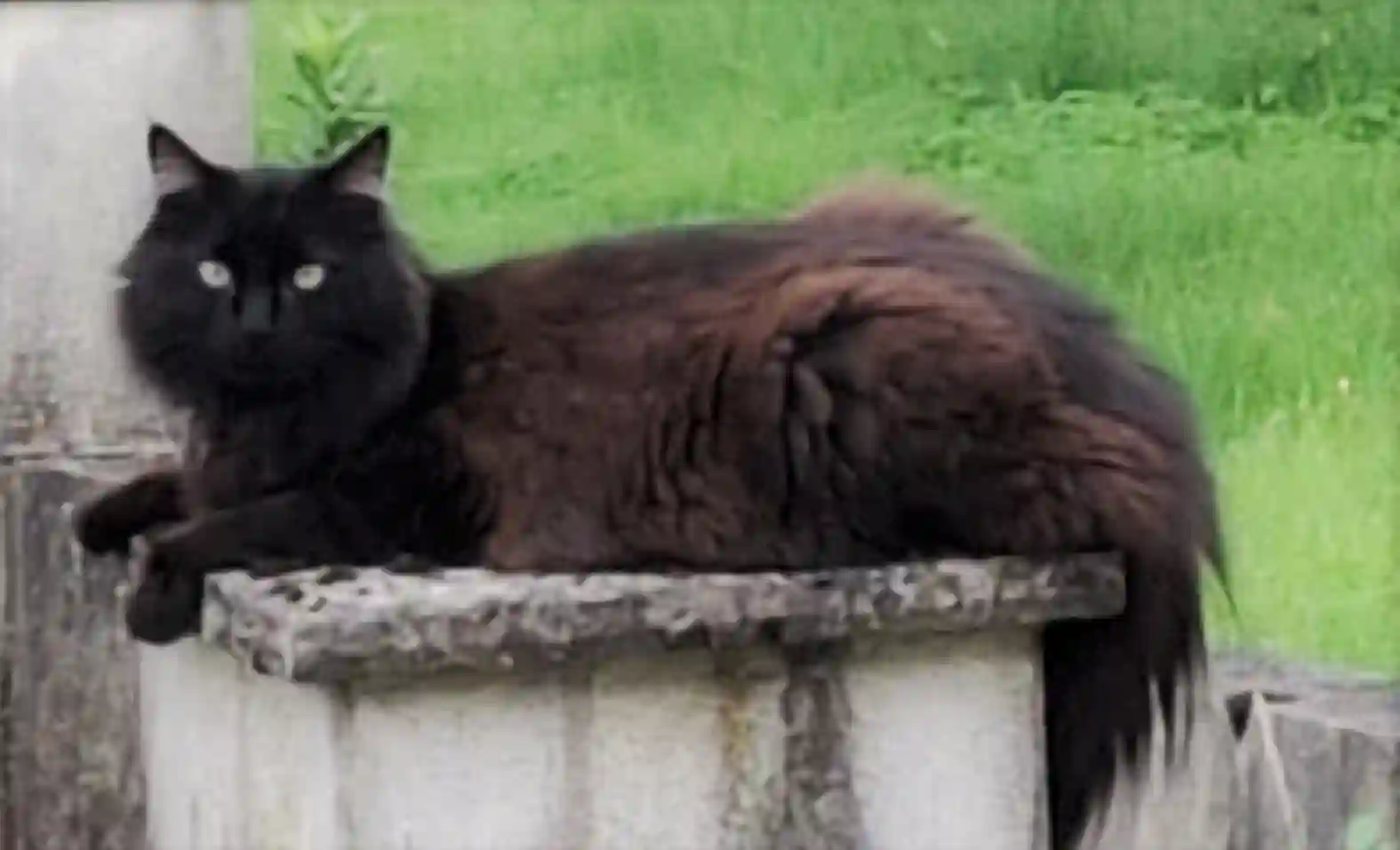 Chat Perdu 58 Nièvre - Locky Chat Perdu 58 Nièvre - Locky