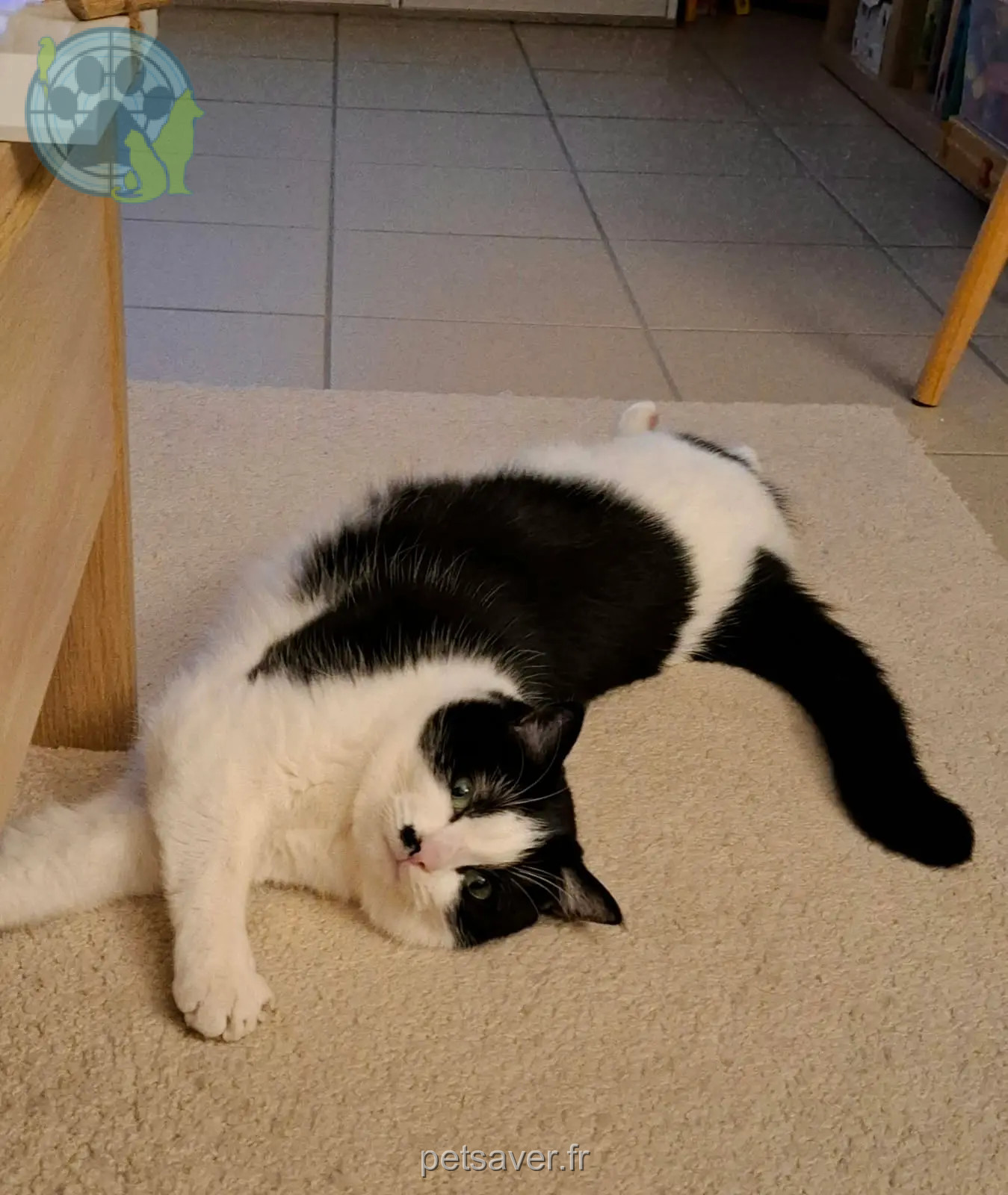 chat reunited 58470 Magny-Cours Merlin