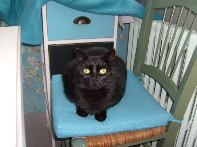 chat reunited   58000 Nevers POLUX