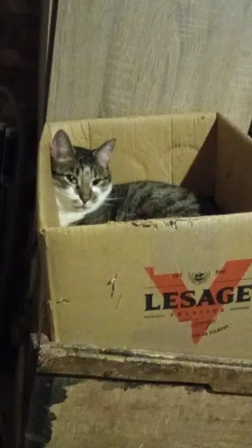 chat reunited   58200 Cosne-Cours-sur-Loire Tiago