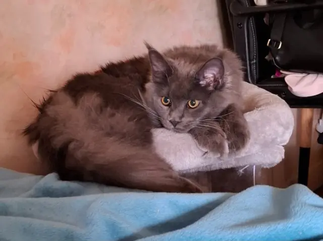 chat reunited   58640 Varennes-Vauzelles Willow