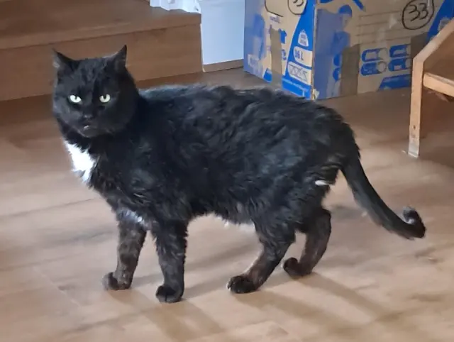 chat reunited   58270 Saint-Jean-aux-Amognes YUKI