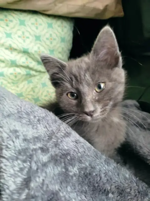 chat reunited   58500 Ouagne Zéphyr