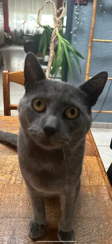 Chat Perdu 59 Nord Chat Perdu 59 Nord