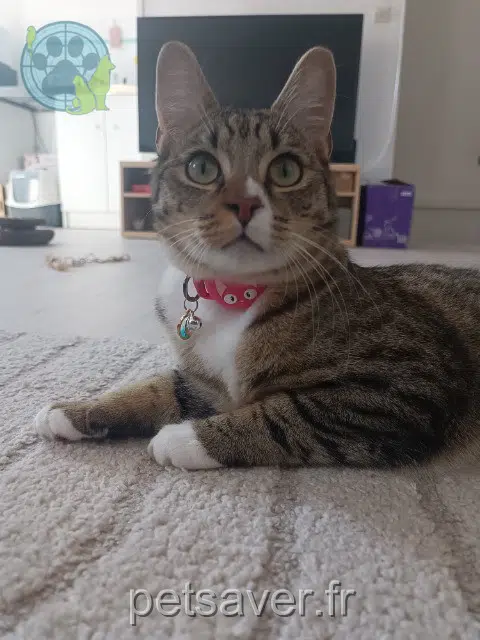 chat reunited 59390 Lys-lez-Lannoy Amethyst