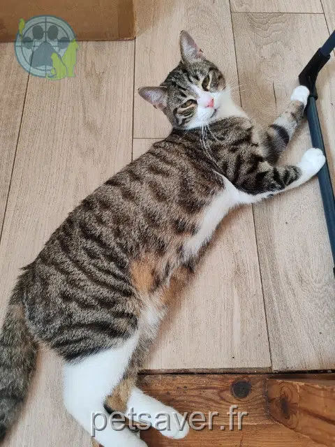 chat reunited 59130 Lambersart Arlequin