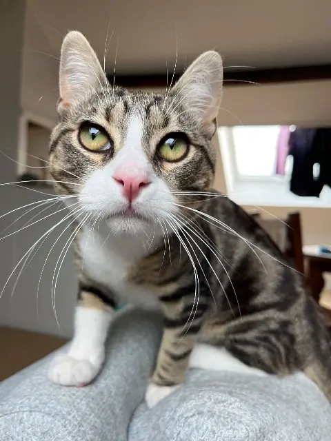chat reunited   59130 Lambersart Arlo