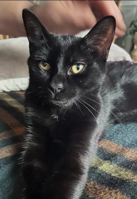 chat reunited   59110 La Madeleine Arès