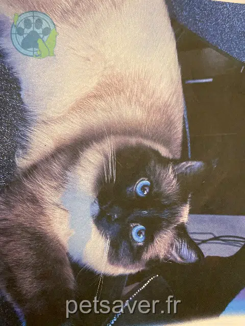 chat reunited   59110 La Madeleine Atla