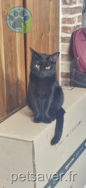 chat reunited 59222 Croix-Caluyau Atlas