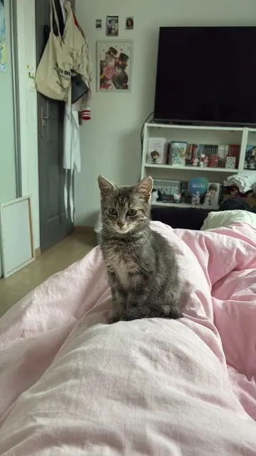 chat reunited   59495 Leffrinckoucke Austin