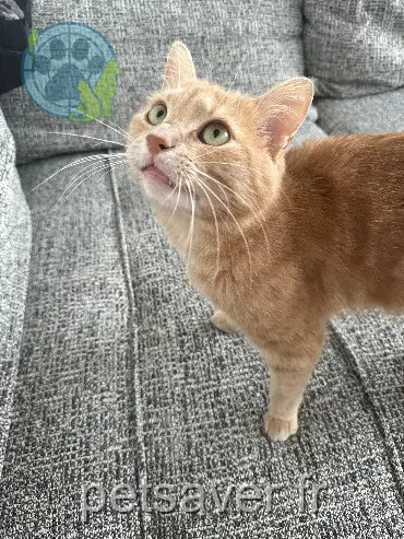 Chat Perdu 59 Nord - Baggy Chat Perdu 59 Nord - Baggy