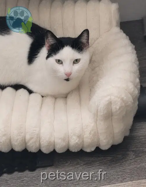 chat reunited   59510 Hem Blanco