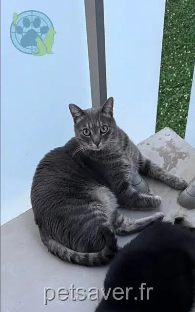 kater reunited   59520 Marquette-lez-Lille Boubou