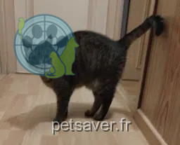 chat reunited   59200 Tourcoing Canaillou