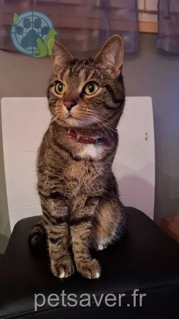 chat reunited 59242 Templeuve-en-Pévèle Cannabis alias Cann
