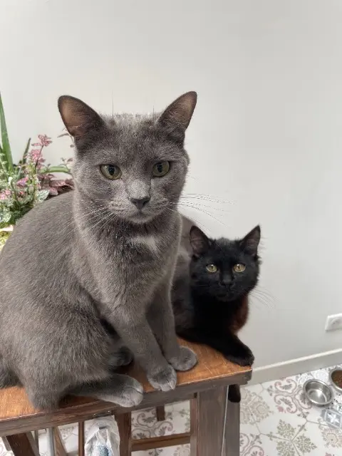 chat reunited   59110 La Madeleine Charlie