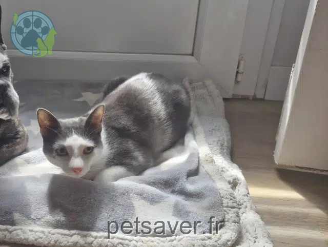 chat reunited   59880 Saint-Saulve Charly